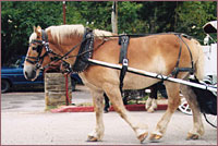 Carriage Horse downtown